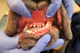 Think Once, Think Twice, Think Referral