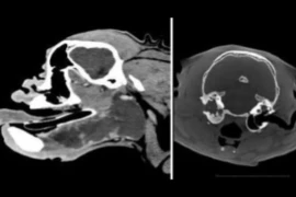 Webinar Paket - Neurologie beim Kleintier
