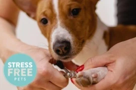 <span>Cooperative Care for Veterinary Nurses, Groomers and other Pet Care Professionals</span>
