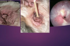 Otitis Externa - Management Strategies for Long Term Resolutions