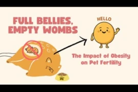 Full Bellies Image 400x225 (2).jpg