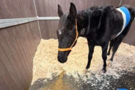 E_26_09_22_The Diarrhoea Roadmap in adult horses- Clinical Investigation and treatment_300x200.png