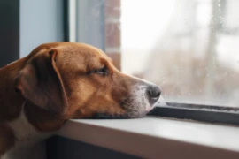 E_25_11_09_Separation Anxiety – what’s new in the treatment approach of this common problem_300x200.png