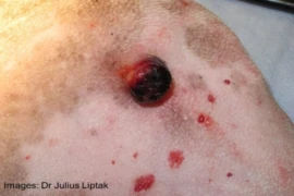 <span>Hemangiosarcoma – Beyond Surgery</span>