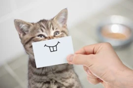 Dreissig - der präzise Katzen-Zahnmedizin Kurs