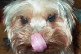 Sondenernährung für Hund und Katze_Bild_300_200.jpg