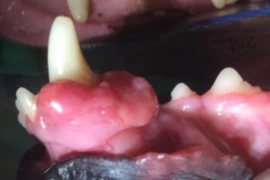 E_26_04_23_Oral Neoplasia- 3 Key Questions for Accurate Prognosis and Effective Treatment_300x200.png