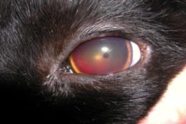 Feline hypertension Image 14.05 (1).jpg