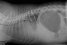 Webinar Paket - Notfallmedizin für Kleintiere und Vögel