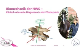 D_24_08_27_Biomechanik_der_HWS_Titelbild_300x200.png