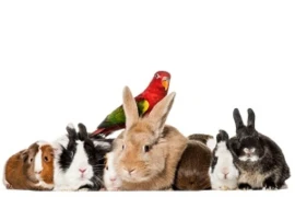 Exclusiv - der interaktive Kurs mit Schwerpunkt kleine Heimtiere und Vögel