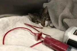 A Nursing Update on Feline Blood Transfusions