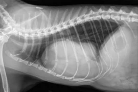 <span>Reading thoracic radiographs of the dog and cat: how to go about?</span>
