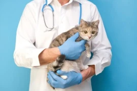 Webinar Paket - Katzenmedizin für Fortgeschrittene