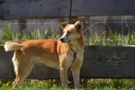 dog-300x200 03.09 (1).jpg