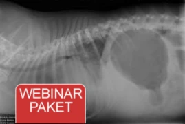 Webinar Paket - Notfallmedizin für Kleintiere und Vögel