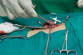 Webinar Paket - Grundlagen der Kleintierchirurgie