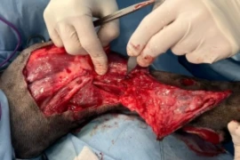 Invasiv-Chirurgie-Kurs