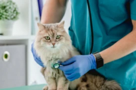 It's more than a score: The Happy Catty Pain Pie