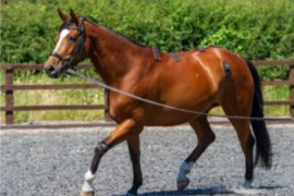 Sports horse_300x200.png