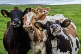 Taurus - Rindermedizin Kurs