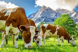 Massiv - der umfassende Rindermedizin-Kurs