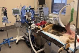 Sweet Dreams - Veterinary Anesthesia for Nurses Nov-Dec 2026