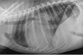 Figure-4-web 300x200.png