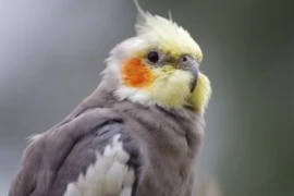 cockatiel-g6d986ad56_1920_300x200.jpg