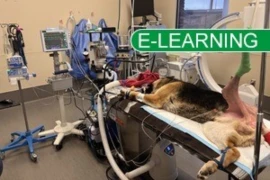 Sweet Dreams - Veterinary Anesthesia for Nurses Dec-Jan 2026