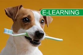 Bissfest - Zahnmedizin Kurs
