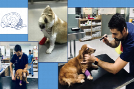 the-neurological-examination-of-small-animals-1.png