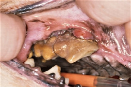 Antimicrobial therapy for dental diseases