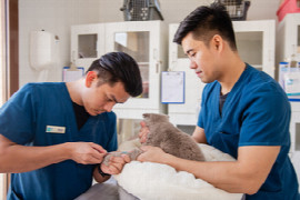 Tips for Creating a Cat Friendly Environment in the Veterinary Emergency Room and Critical Care Setting
