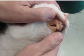 pankreatitis-bei-der-katze-diagnose-und-therapieoptionen.jpeg