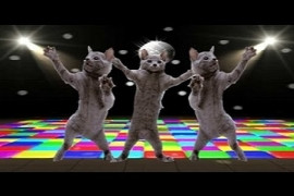 taming-the-disco-a-modern-approach-to-the-investigation-and-management-of-seizure-disorders-in-the-dog-and-cat.jpeg