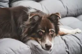 australian-shepherd-300x200.png