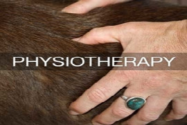 Chronic Pain Management in small animals - A Physiotherapy Approach