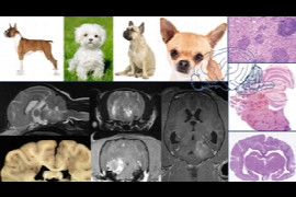 Sterile inflammatory conditions of the central nervous system (CNS)