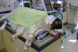 anaesthesia-in-critically-ill-patients.jpeg