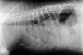 pleural-effusions-in-small-animals-1.jpeg