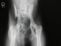 the-perfect-x-ray.jpeg
