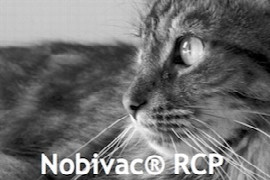 nobivac-rcp-katzenimpfstoff.jpeg