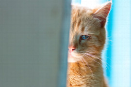 Management of Cats with Chronic Kidney Disease (for Nurses)