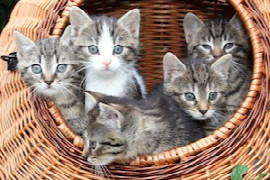 7-leben-und-noch-mehr-parasiten-parasitenberatung-angepasst-an-das-leben-unserer-katzen.jpeg