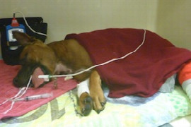 post-operative-care-for-anesthetised-patients-for-nurses-1.jpeg