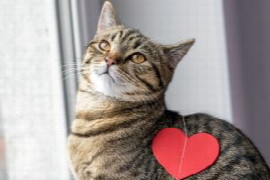 Die kardiologische Katze