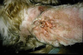 managing-chronic-allergic-otitis-externa.jpeg