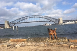 approach-to-the-pruritic-dog-1.jpeg