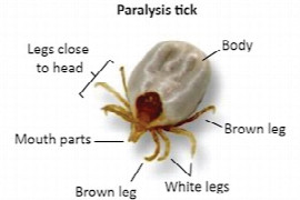 protecting-dogs-cats-from-the-deadly-tick-paralysis-for-nurses.jpeg